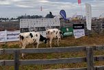 Los precios de la genética Holando Argentina mostraron una recuperación en AgroActiva Los precios de la genética Holando Argentina mostraron una recuperación en AgroActiva