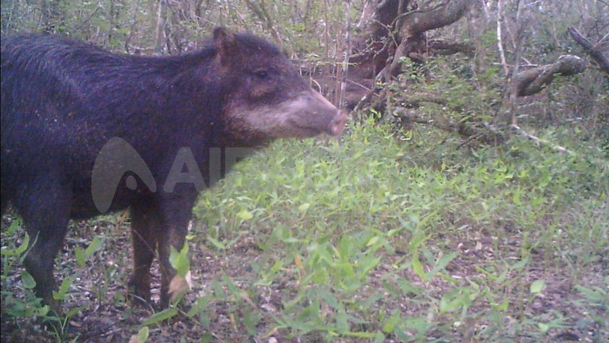 Pecarí labiado.