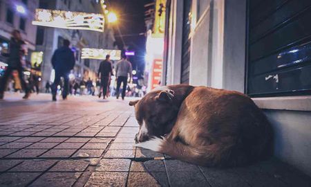 Aire de Santa Fe | perro callejero muestra fotos 2.jpg