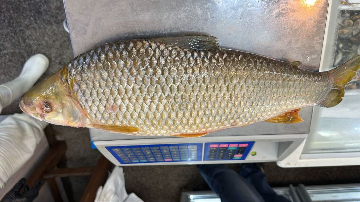 Una boga fresca cuesta $13.000 el kg.