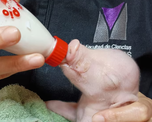 La Facultad de Ciencias Veterinarias de la UBA y la UNSAM lograron el primer cerdo modificado para trasplantes en América Latina, un avance regional (UBA)