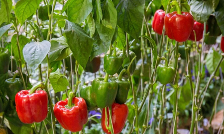 Cómo cultivar pimientos en maceta. Cómo cultivar pimientos en maceta.