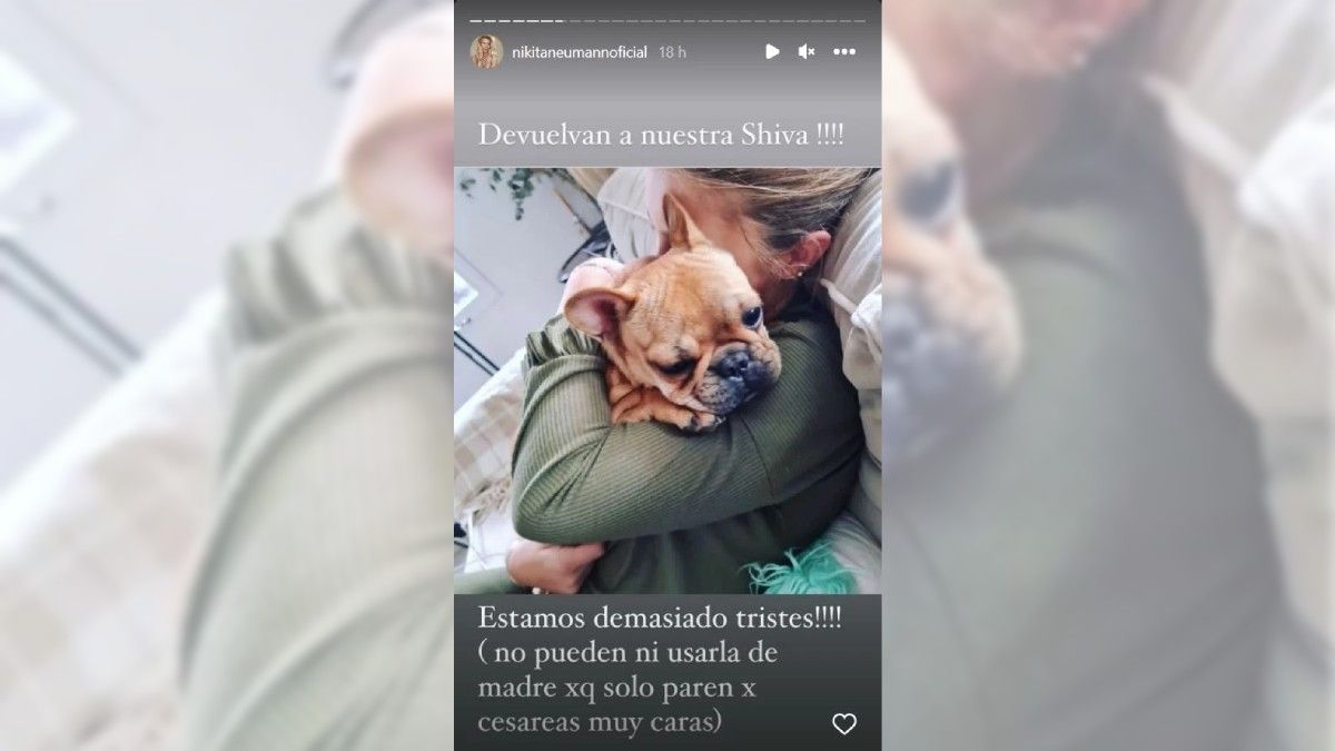 En otra de sus historias, Neumann aseguró que no pueden usar a su perrita como madre debido al costo de las cesáreas.