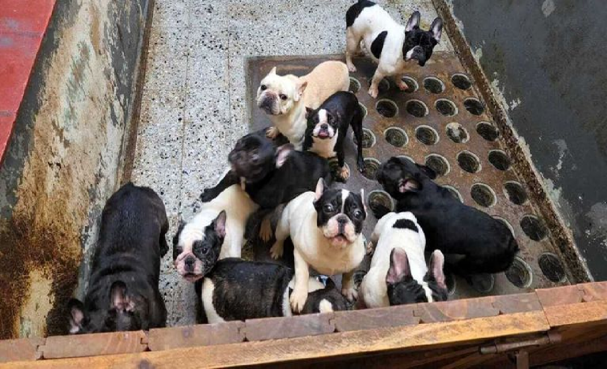 Cuál es la situación de los cachorros