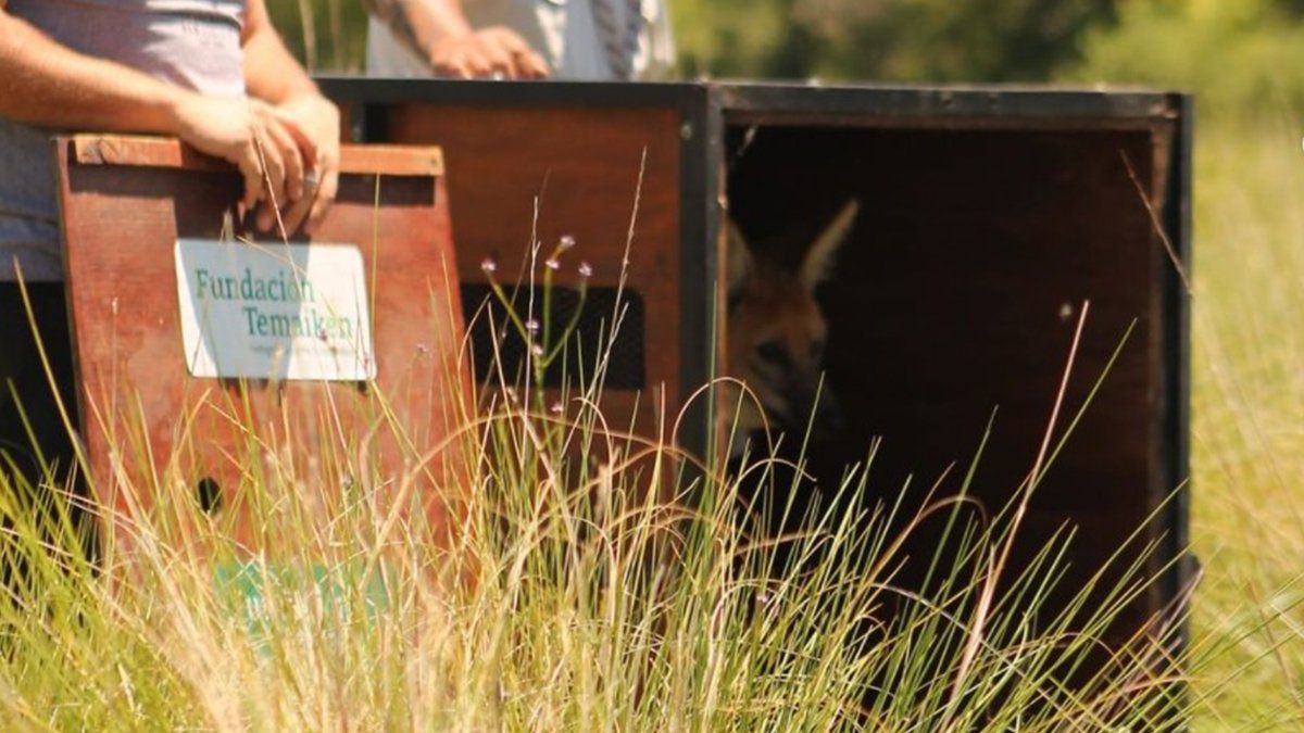 El aguará guazú es una especia amenazada por la acción humana