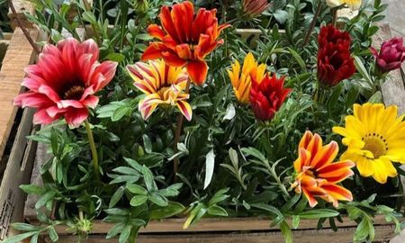 Las altas temperaturas no impiden que un balcón o una galería se llenen de flores. Las altas temperaturas no impiden que un balcón o una galería se llenen de flores.