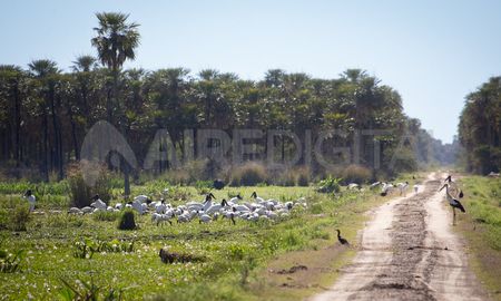 bajo venica: esteros, palmeras y una leyenda en el noreste santafesino bajo venica: esteros, palmeras y una leyenda en el noreste santafesino