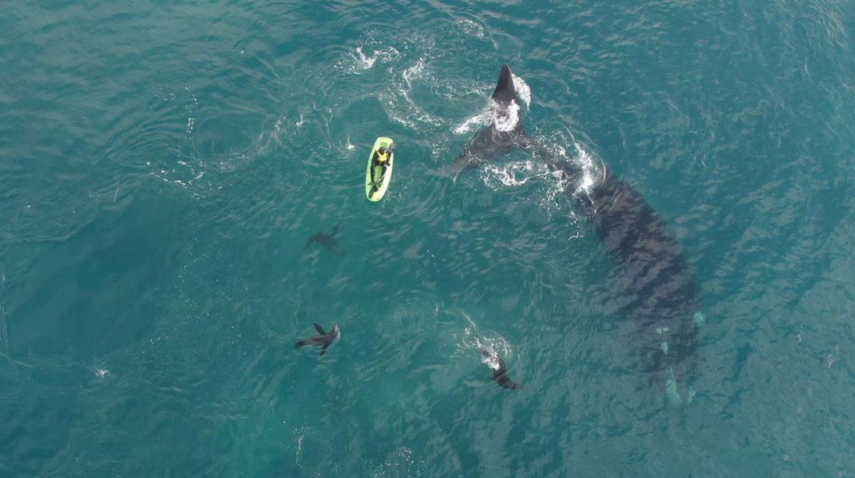 Aparecieron ballenas en la costa de Necochea y dieron un espectáculo