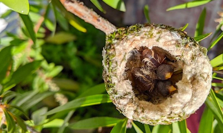 Cómo son los colibrís bebés Cómo son los colibrís bebés