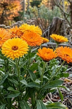La planta que casi no necesita agua y puede mantenerse saludable con mucho color incluso durante el invierno. La planta que casi no necesita agua y puede mantenerse saludable con mucho color incluso durante el invierno.