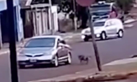 Maltrato animal en Misiones: un hombre arrastró a su perro atado al auto Maltrato animal en Misiones: un hombre arrastró a su perro atado al auto