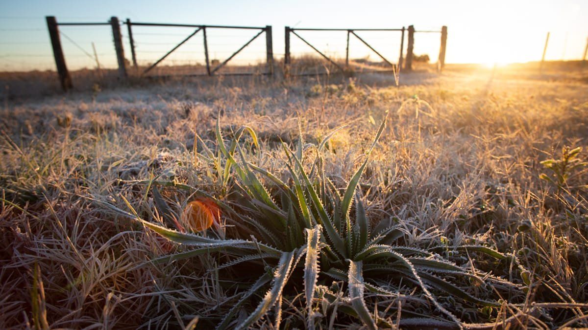 Las imágenes de la helada de este martes en Santa Fe. Se registraron las temperaturas más bajas en lo que va del año, con una sensación térmica bajo cero.