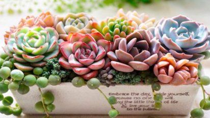 Curiosidades sobre la echeveria, la reina de las suculentas