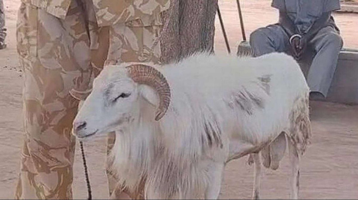 Un carnero fue condenado a tres años de cárcel por matar a una mujer