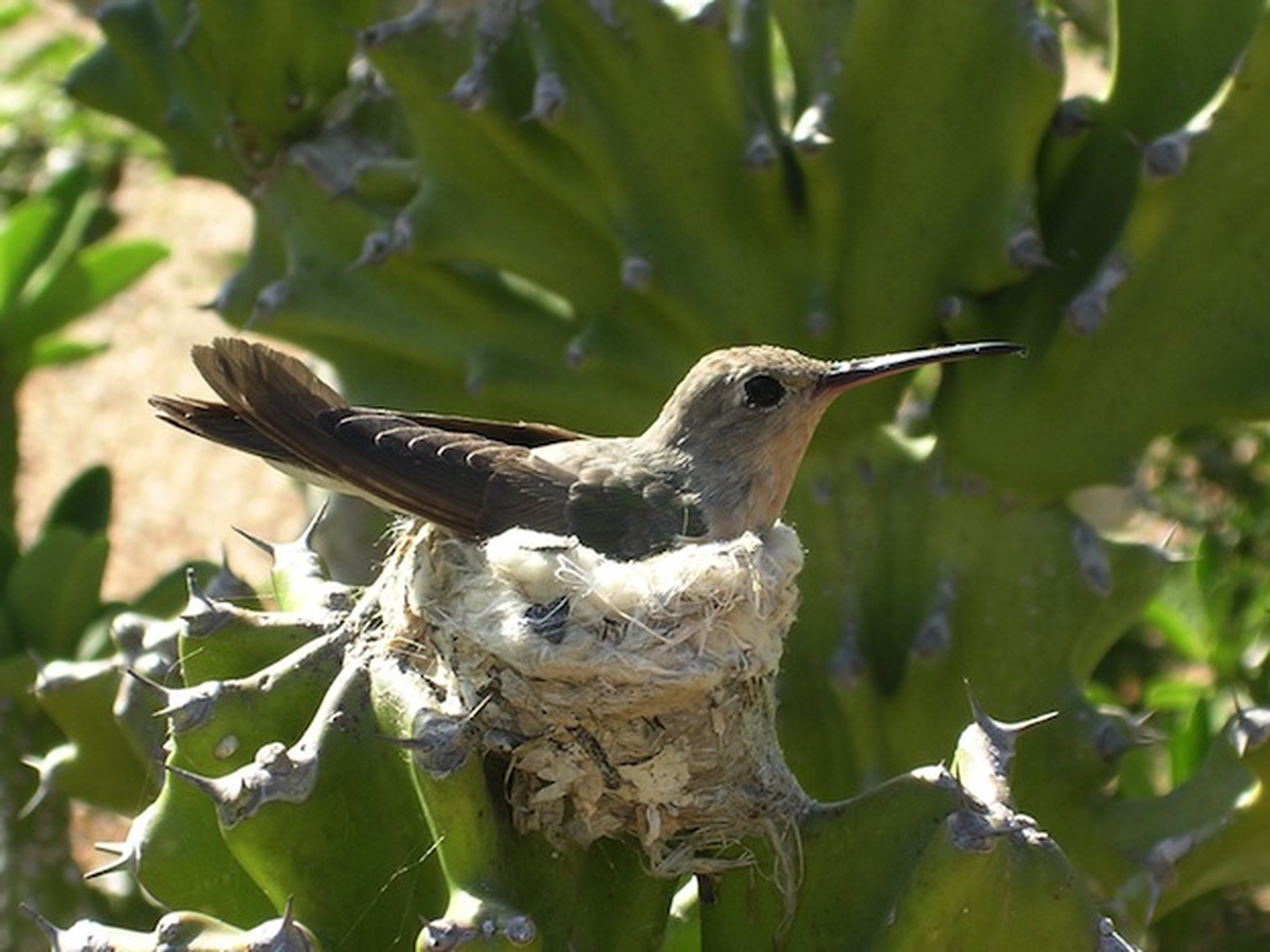 Cuántos huevos pone el colibrí cada vez