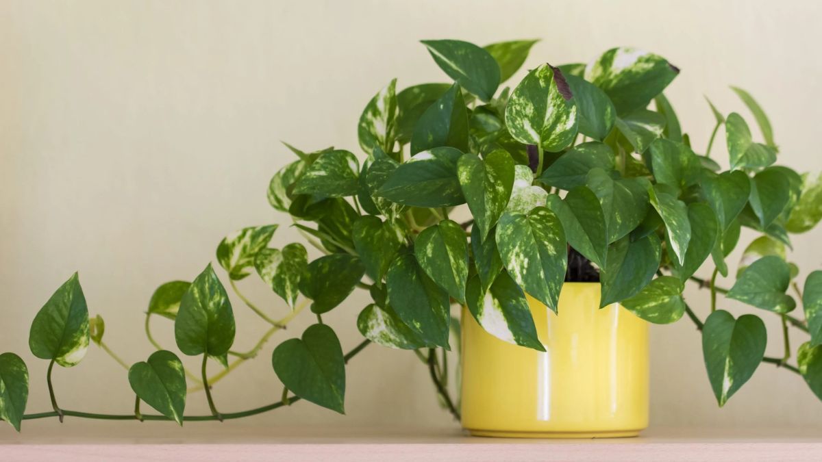 El potus es la planta ideal para tener en el dormitorio.&nbsp;