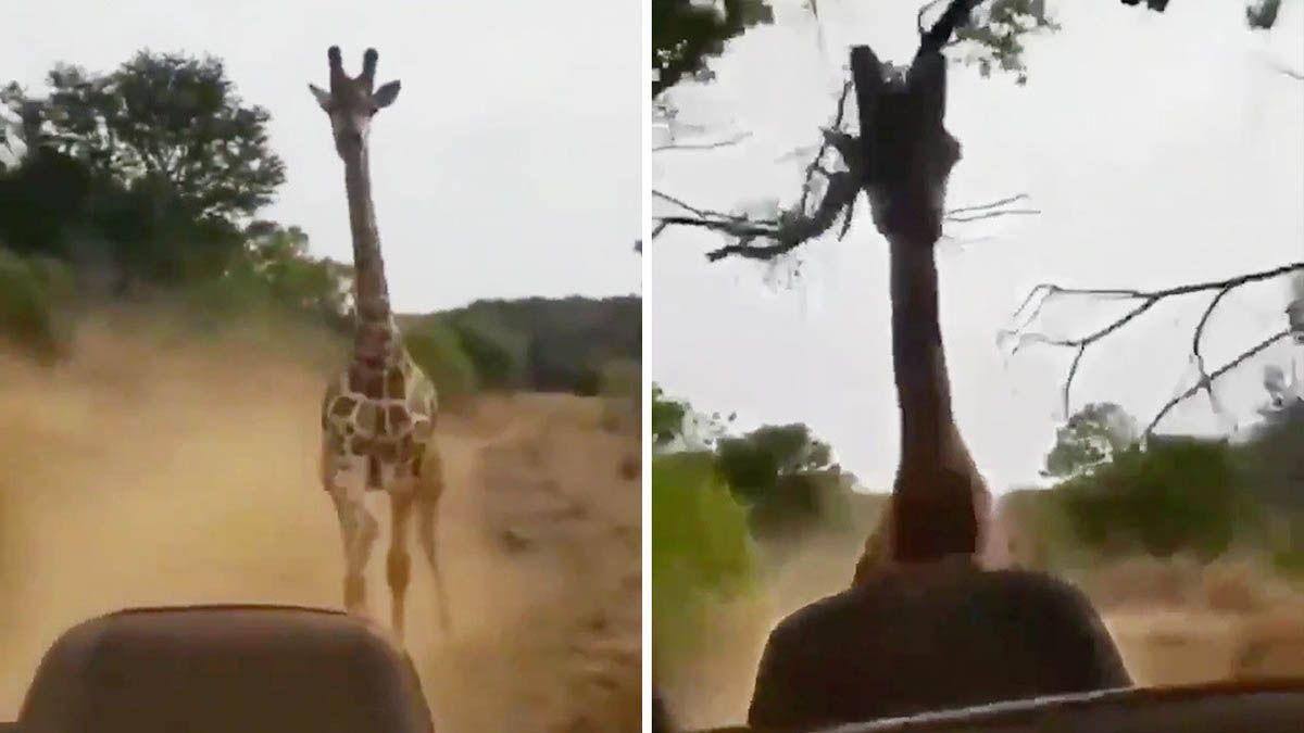 Increíble persecución de una jirafa a un todoterreno con turistas