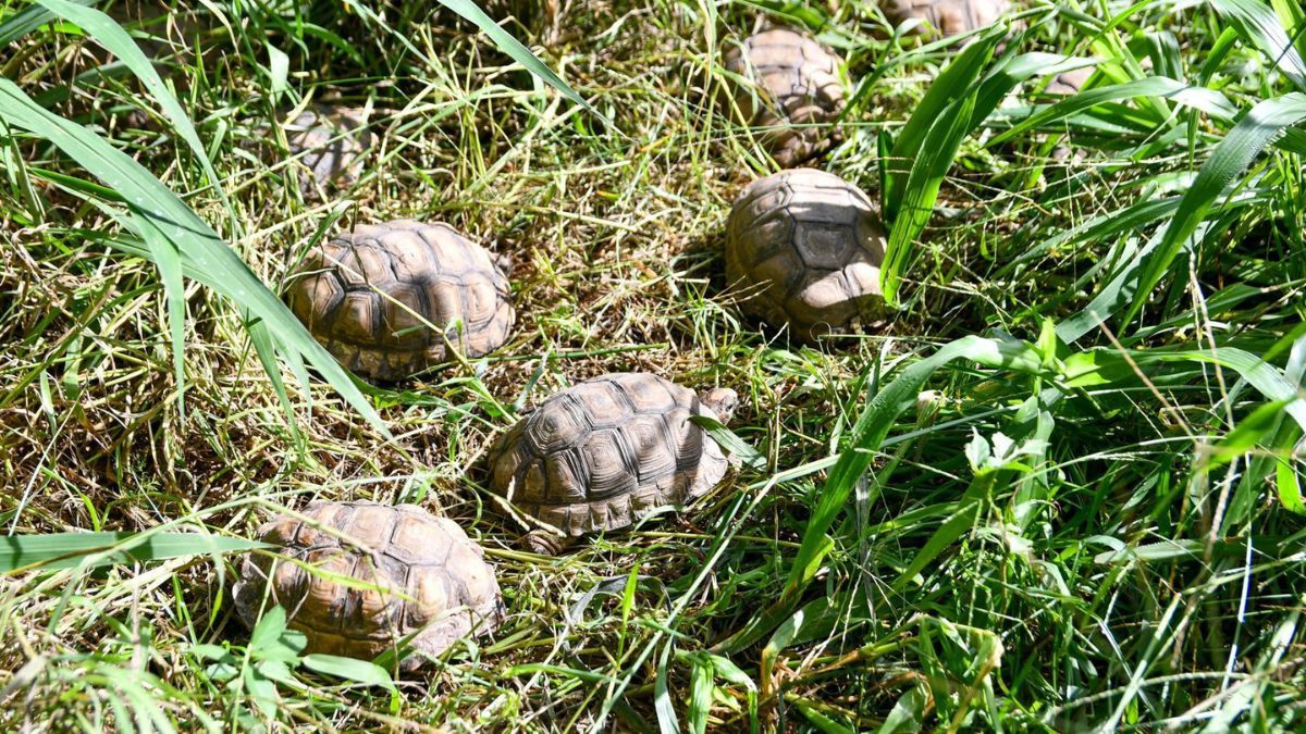 En el operativo sobre la Ruta Nacional 34, en territorio de Santa Fe, también se rescataron 133 tortugas terrestres. En el operativo sobre la Ruta Nacional 34, en territorio de Santa Fe, también se rescataron 133 tortugas terrestres.