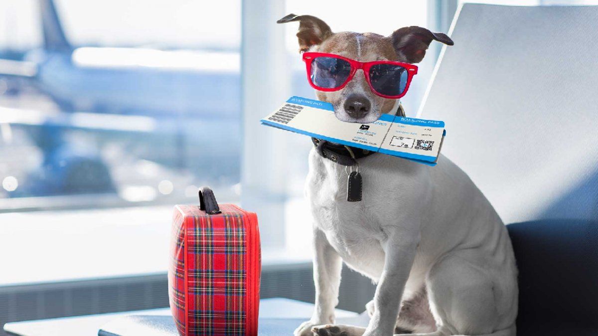 Vacaciones 2021: cómo sacar el permiso para viajar con perros y gatos