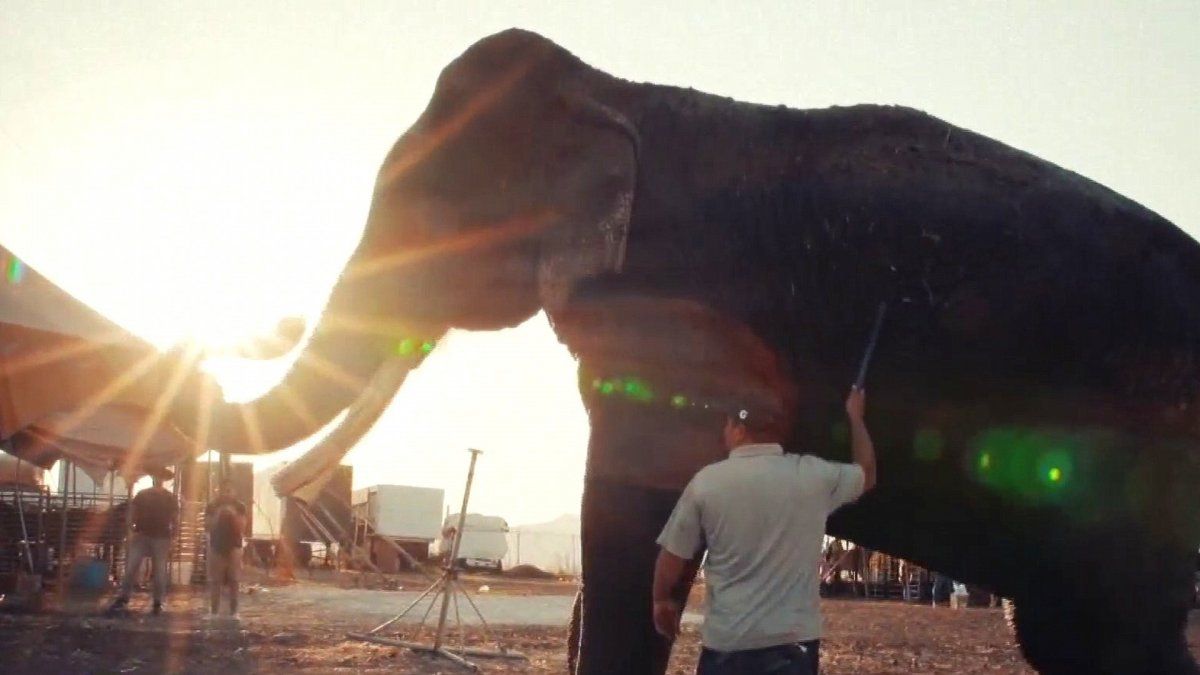Big Boy estuvo 40 años encerrado en una jaula y ahora comienza una vida
