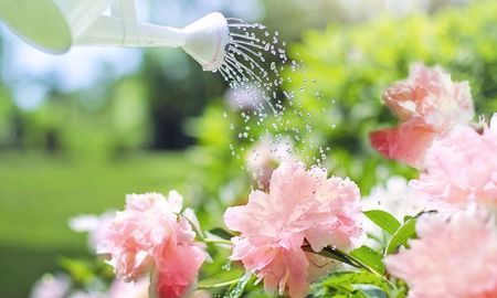 Aprender a regar menos y en el momento adecuado es clave para que las plantas sobrevivan al calor. Aprender a regar menos y en el momento adecuado es clave para que las plantas sobrevivan al calor.