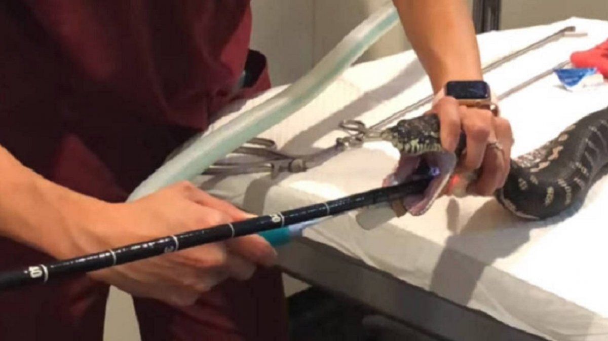 Video: extraen una toalla de tres metros de una serpiente pitón