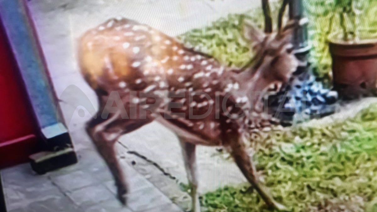 Son animales grandes que viven en manada que pueden atacar áreas de cultivo.
