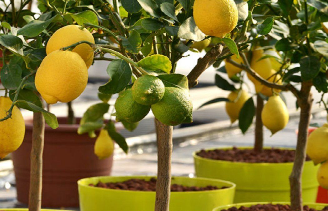 Los limoneros pueden crecer muchos metros.