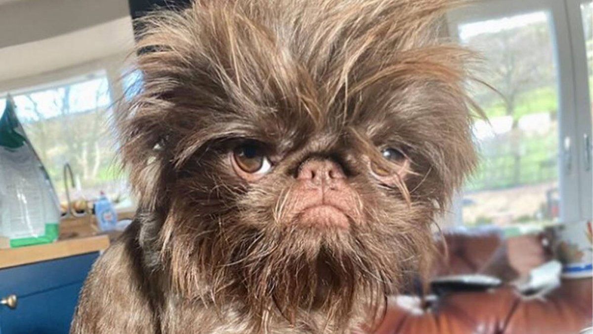 El perrito gruñón que se hace viral por su parecido a Gizmo de Gremlins