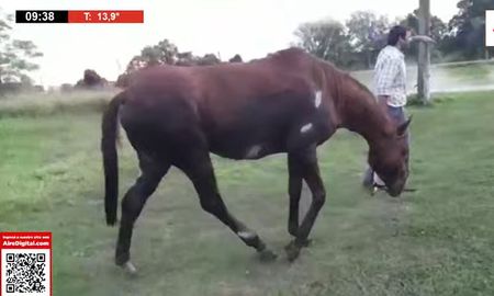En Argentina no se puede comer carne de caballo porque está prohibido, aunque sí se los puede faenar para exportar.