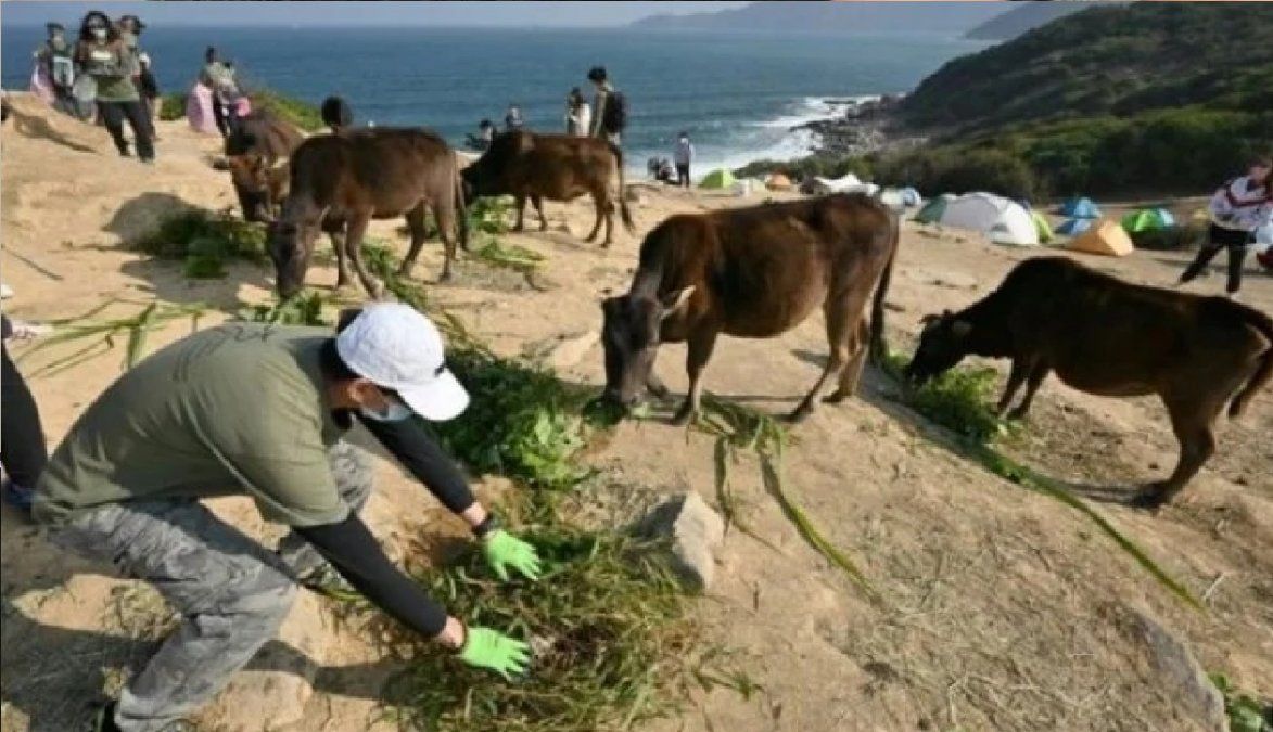 Los turistas están haciendo morir de hambre a las vacas salvajes de una isla