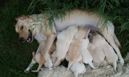 viral: desgarradora despedida de una perra a su cachorrito que dieron en adopcion