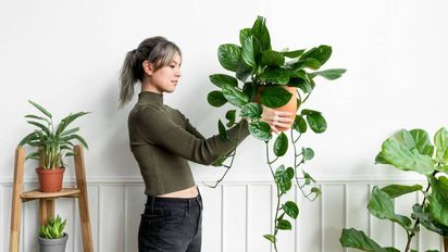 ¿Cuál es tu planta ideal, según tu signo del zodíaco?