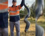 una serpiente negra con el vientre rojo invadio un campo de tiro una serpiente negra con el vientre rojo invadio un campo de tiro