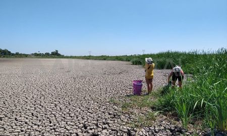 Voluntarios rescatan tortugas que quedaron atrapadas en el barro de la Laguna Bedetti en Santo Tomé. Voluntarios rescatan tortugas que quedaron atrapadas en el barro de la Laguna Bedetti en Santo Tomé.