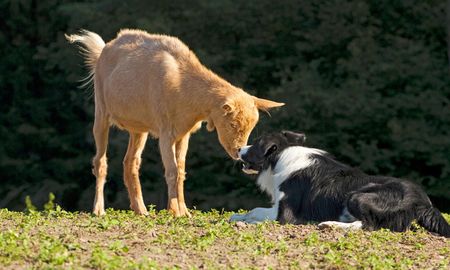 foto: ¿un perro, una cabra o un alienigena? ¿que ves? foto: ¿un perro, una cabra o un alienigena? ¿que ves?