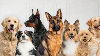 Cómo eliminar las pulgas y garrapatas de tu perro con un truco casero seguro y efectivo Cómo eliminar las pulgas y garrapatas de tu perro con un truco casero seguro y efectivo