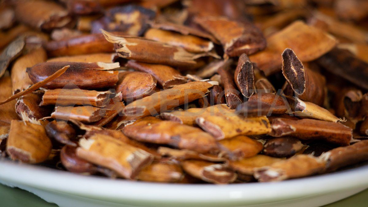 Así quedan las chauchas de algarroba cuando están listas para la molienda.