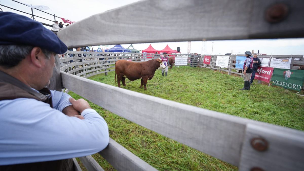 Ejemplares de la raza Braford premiados en Agroactiva 2025.