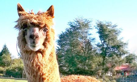que es w25, el poderoso superanticuerpo de alpaca capaz de neutralizar el coronavirus que es w25, el poderoso superanticuerpo de alpaca capaz de neutralizar el coronavirus