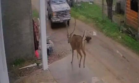 El episodio sucedió en la localidad entrerriana de Chajarí donde un ciervo perdido y asustado recorría las calles urbanas del pueblo. El episodio sucedió en la localidad entrerriana de Chajarí donde un ciervo perdido y asustado recorría las calles urbanas del pueblo.