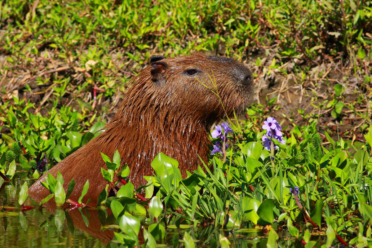 Jaaukanigás es un sitio Ramsar desde 2001. Está en el departamento de General Obligado, en la provincia de Santa Fe. Jaaukanigás es un sitio Ramsar desde 2001. Está en el departamento de General Obligado, en la provincia de Santa Fe.