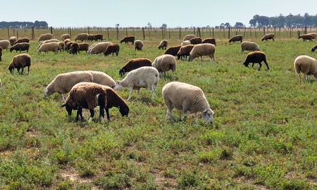 ovejas y forraje: pautas tecnicas para optimizar la alimentacion anual ovejas y forraje: pautas tecnicas para optimizar la alimentacion anual