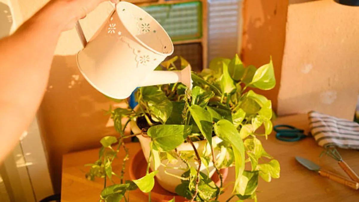 Cada cuánto hay que regar el potus en otoño para que se mantenga saludable.