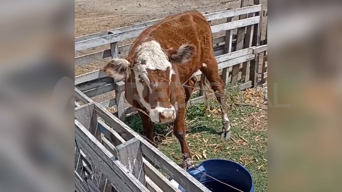 Auroraes una ternera de aproximadamente 6 meses que se recupera en el predio de SOS Cabellos.