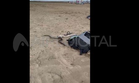 El animal fue visto en inmediaciones al predio del club de Niños Manuel Belgrano, ubicado en Av. Almte. Brown al 6900. El animal fue visto en inmediaciones al predio del club de Niños Manuel Belgrano, ubicado en Av. Almte. Brown al 6900.