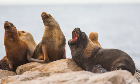 Islote Lobos, el nuevo Parque Nacional que se creará en la provincia de Río Negro Islote Lobos, el nuevo Parque Nacional que se creará en la provincia de Río Negro