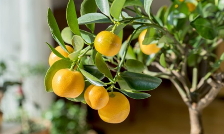 Los mejores árboles frutales Los mejores árboles frutales