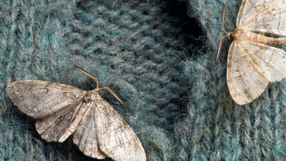 Cómo eliminar polillas de casa: 6 formas efectivas