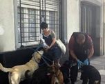 un paseador sufrio muerte subita en plena calle y los perros quedaron abandonados